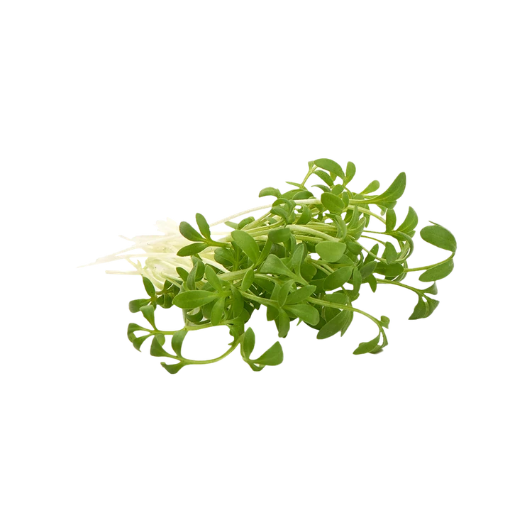 White Radish Microgreens