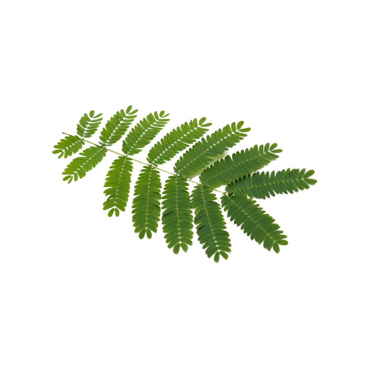 Shami Patra for Pooja (Banni Leaves)