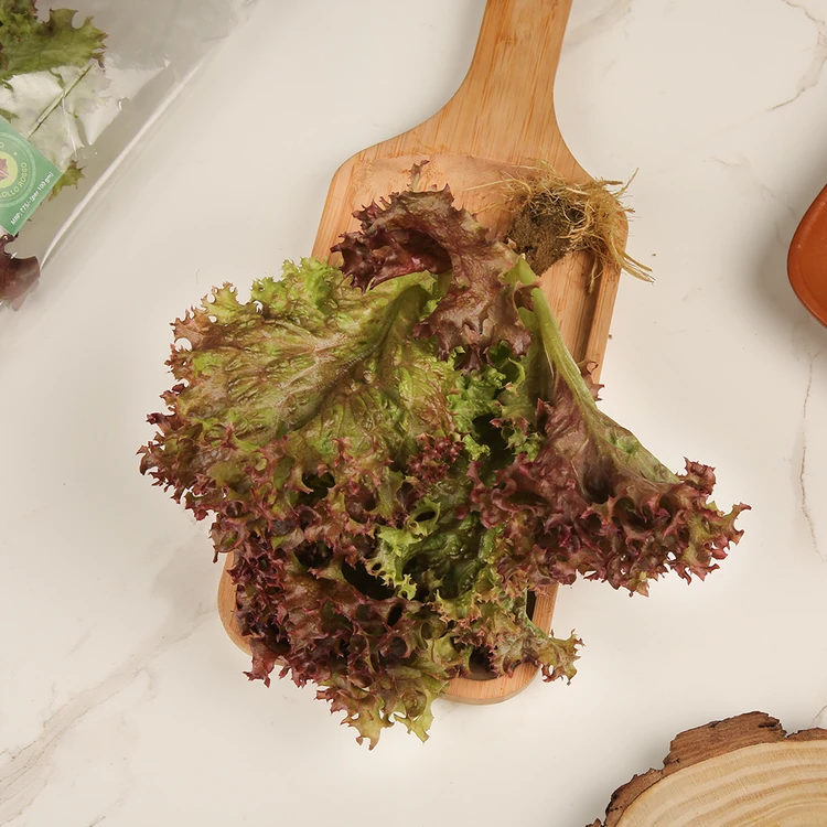 Red Lettuce Hydroponically Grown (Letis Soppu)