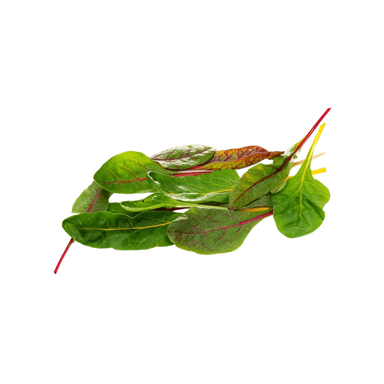 Hydroponic Swiss Chard Leaves