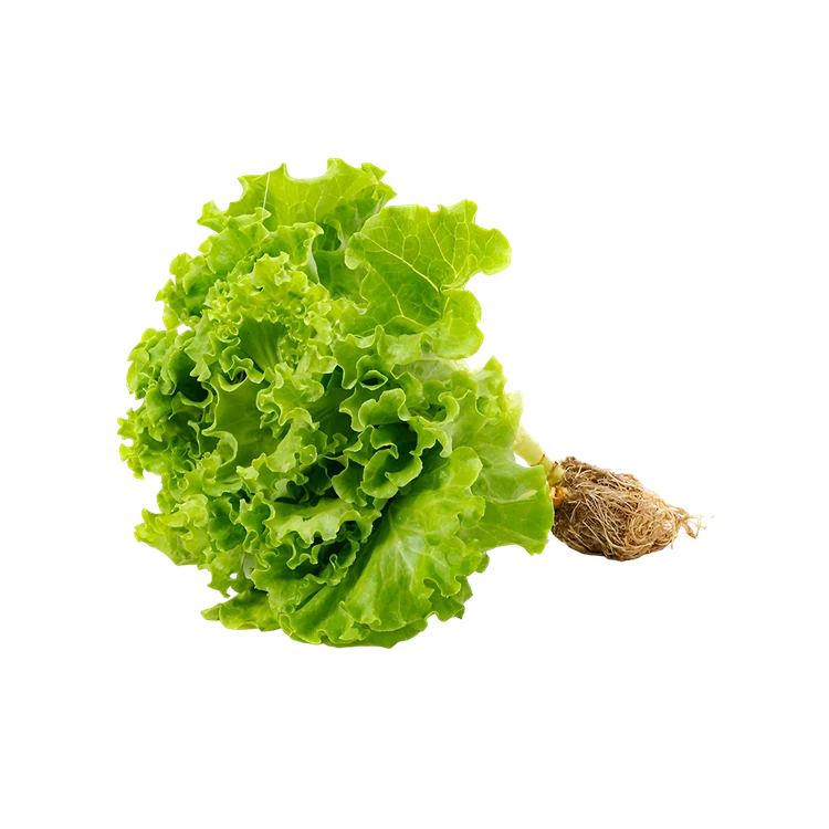 Hydroponic Lettuce Locarno - Live Plant (Letis Soppu)