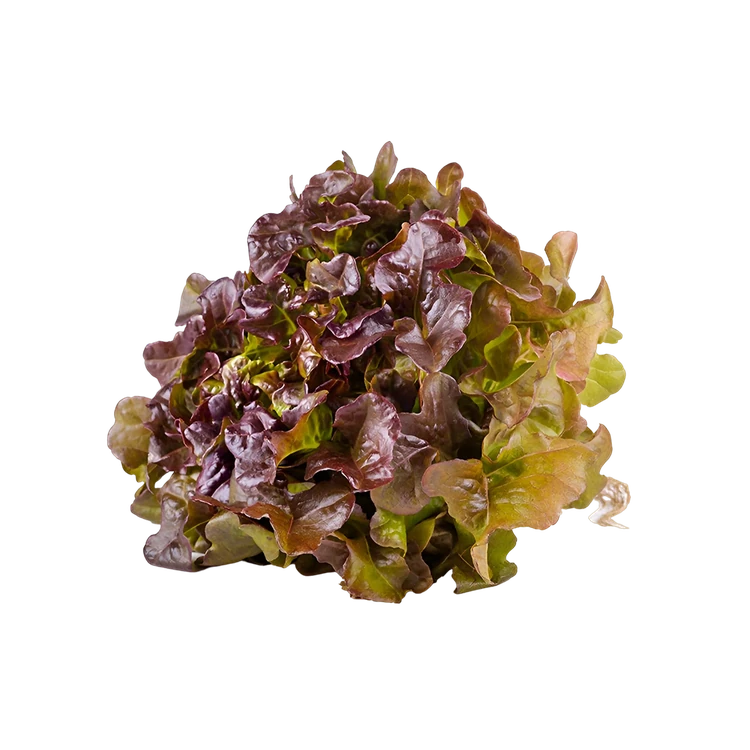 Oak Leaf Red Lettuce Hydroponically Grown (Letis Soppu)