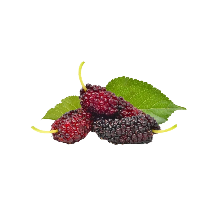 Mulberry (Shahtoot) (Shahtoot)