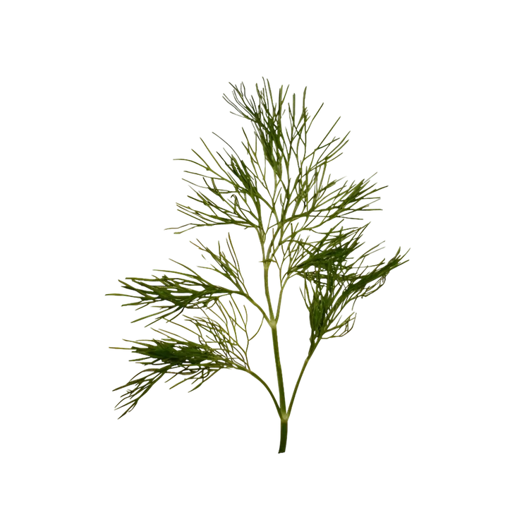 Dill Leaves (Sabsige Soppu)