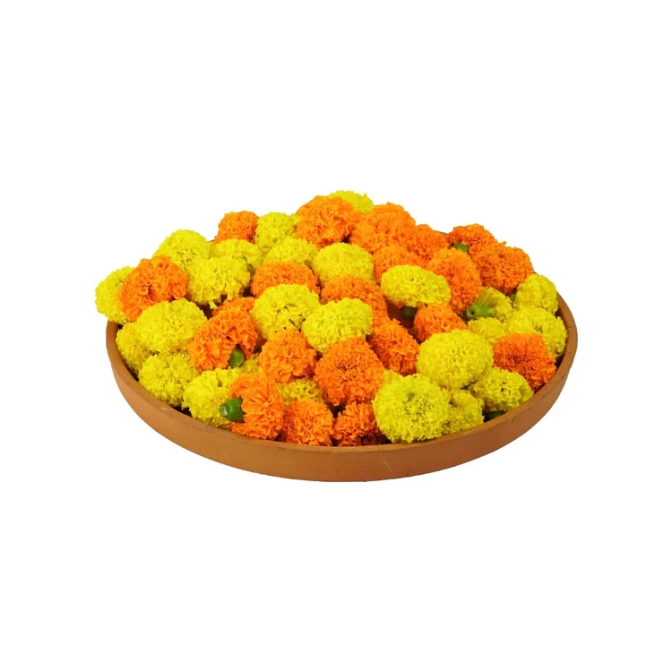 Mix Marigold - Special Offer
