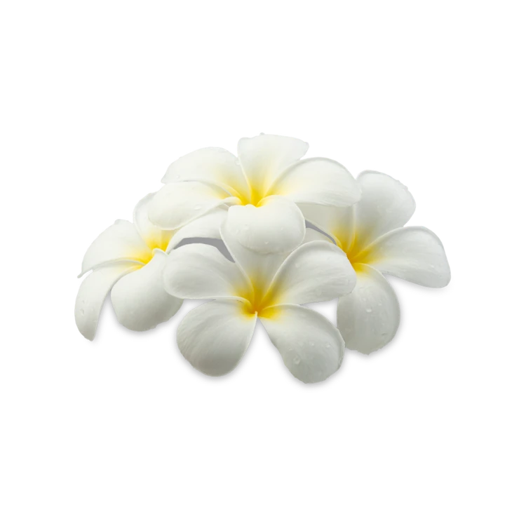 Champa Flowers (Hoovu)