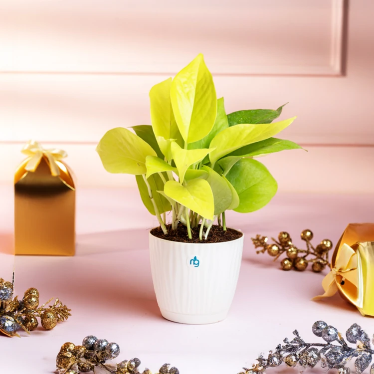 Nurturing Green Money Plant in Self Watering Pot