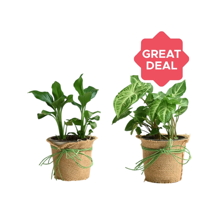 FlowerAura Milt Snake Plant in Blue Self Watering Pot with 100g Organic Manure + Money Plant In Jute Pot Combo