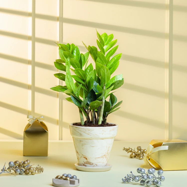 Nurturing Green - ZZ Plant in Premium Ceramic Pot