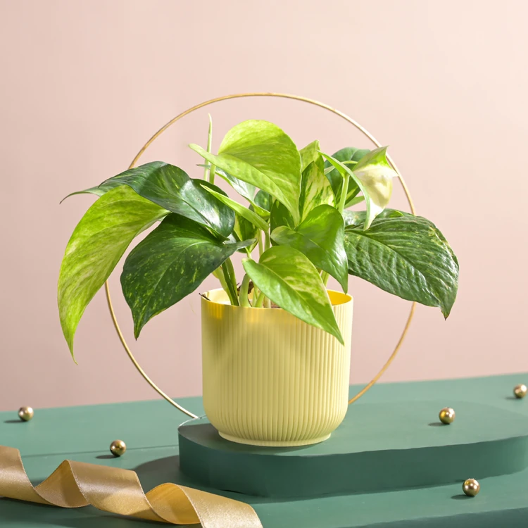 Ugaoo Variegated Money Plant with Ibiza Pot