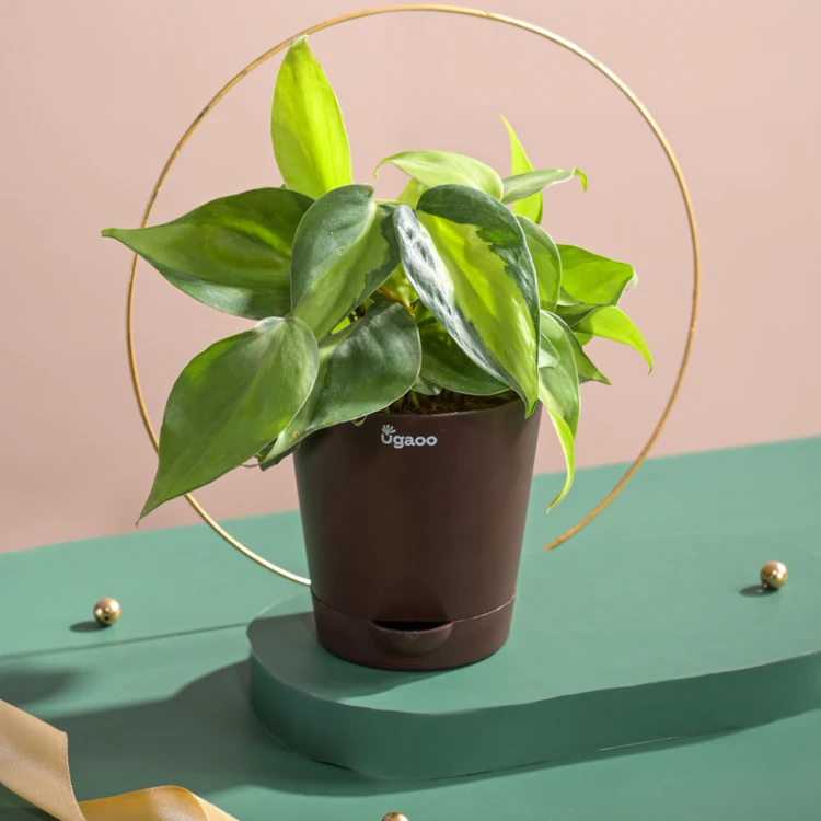 Ugaoo Brasil Heart Leaf Premium Plant in Brown Self Watering Pot