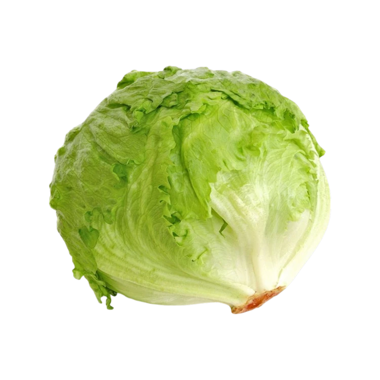 Iceberg Lettuce (Letis Soppu)