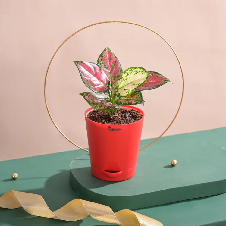 Ugaoo Lady Valentine Aglaonema Premium Plant in Red Krish Self Watering Pot