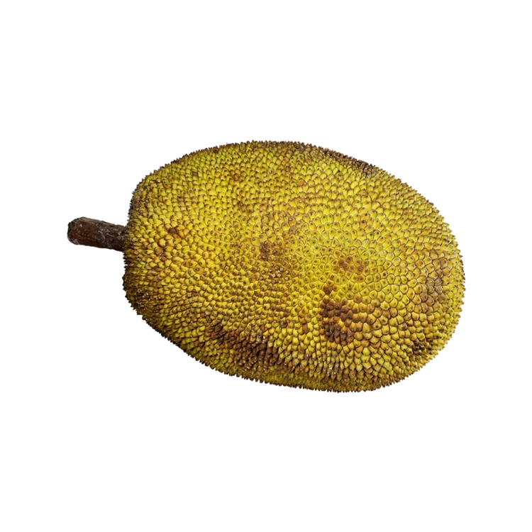 Raw Jackfruit (Halasina Hannu)