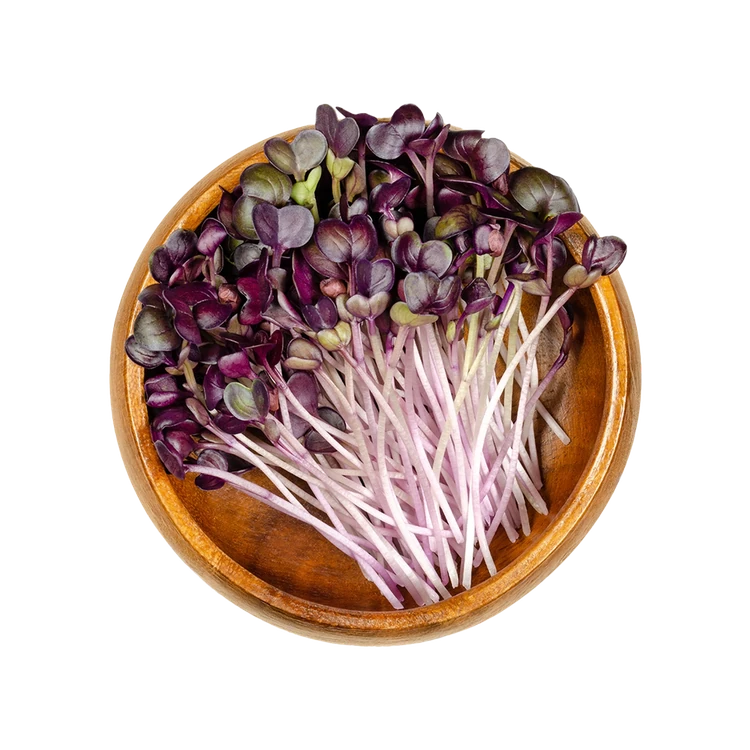 Purple Radish Microgreens