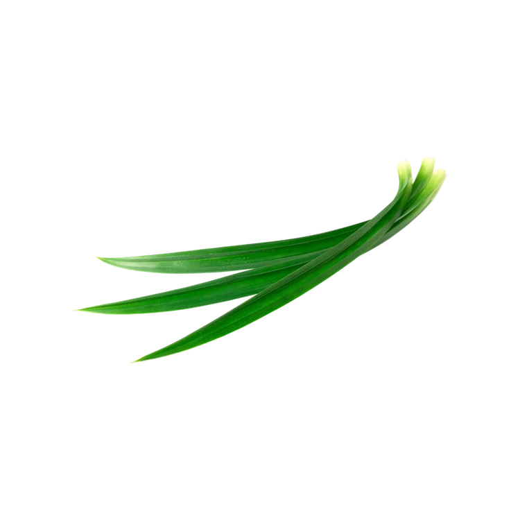 Pandanus Leaves