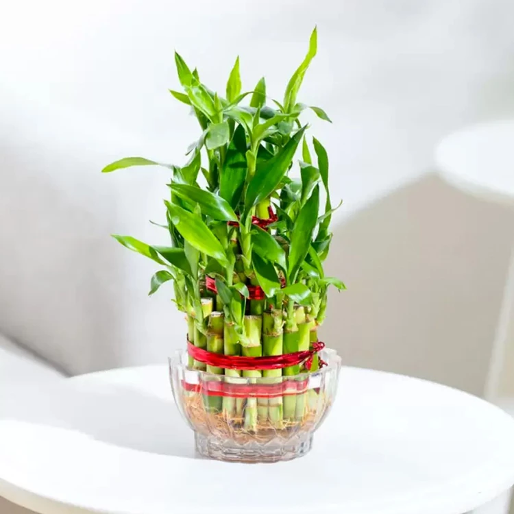 Ugaoo Three Layer Bamboo Plant with Matki Glass Pot