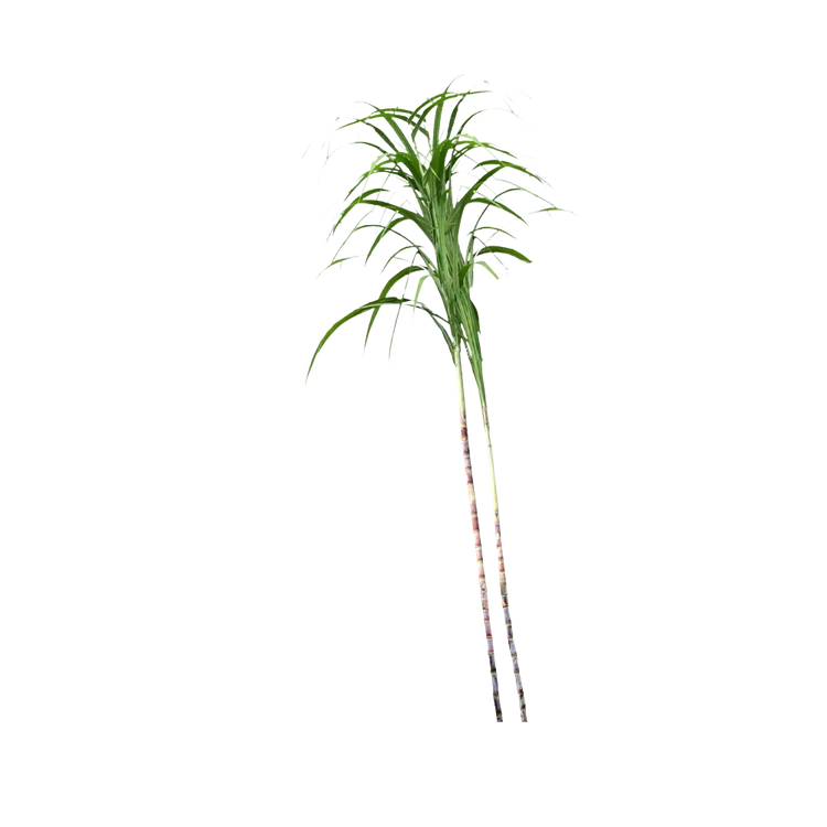 Sugarcane (Long) (Kabbu)
