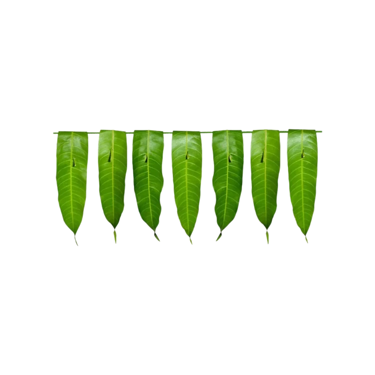 Mango Leaves String by Freshbury (Yelegala Male)
