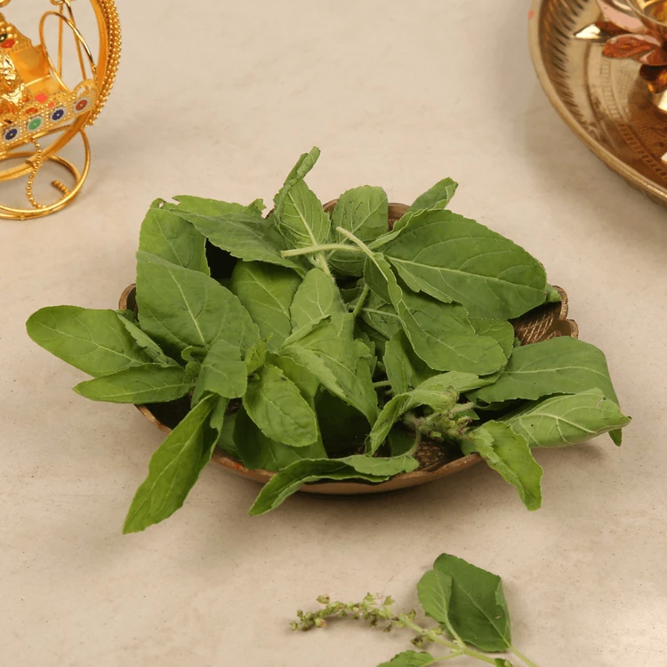 Holy Tulsi (Tulsi Soppu)