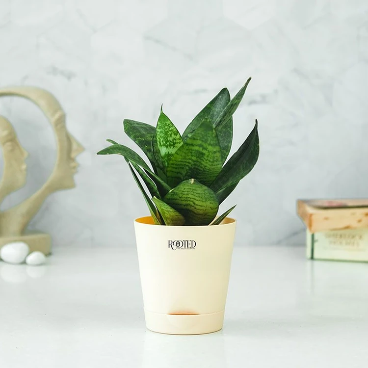 Rooted Snake Plant In Ivory Self Watering Pot