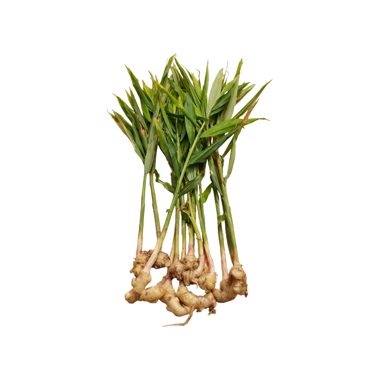 Ginger with Leaves (Shunti)