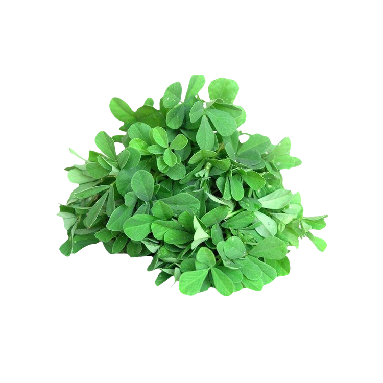 Fenugreek (Methi) - Hydroponically Grown (Menthe Kalu)