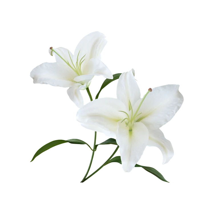 White Easter Lily Flowers