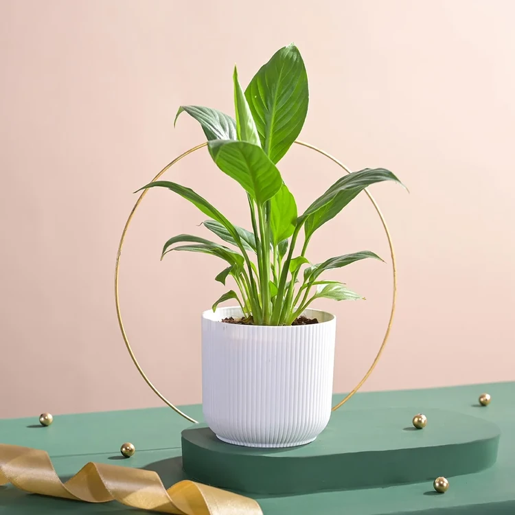 Ugaoo Peace Lily Plant with Ibiza Pot