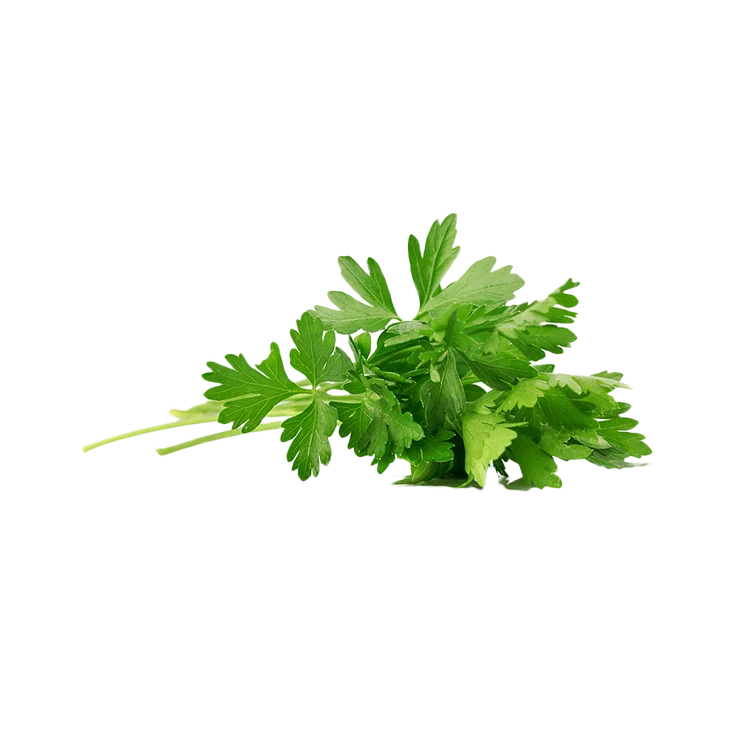 Hydroponic Parsley Leaves (Parsley Soppu)