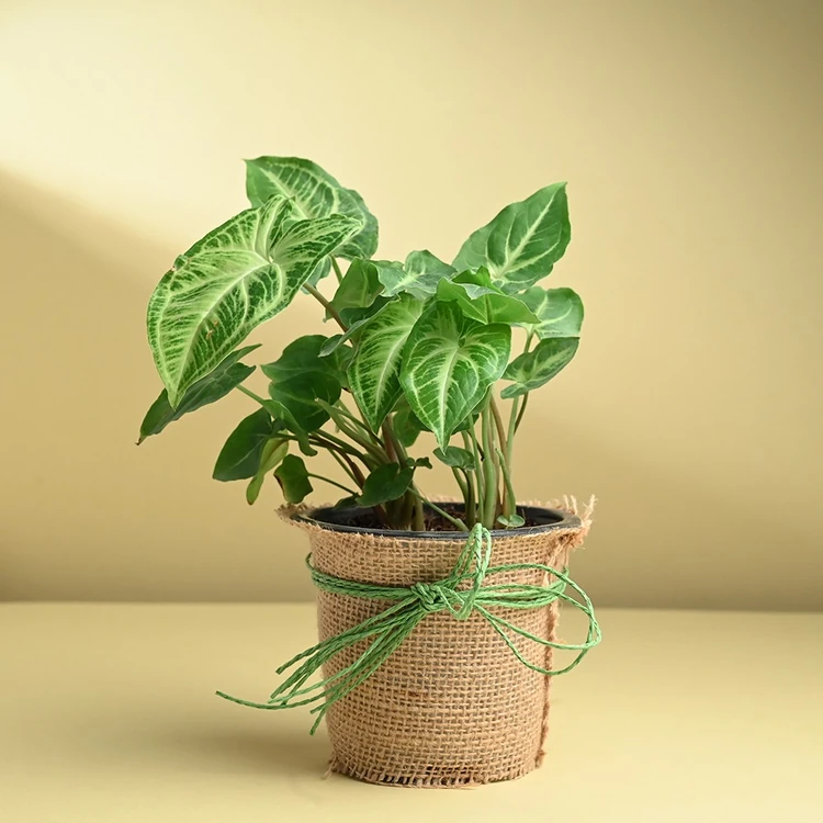 FlowerAura Premium Plant In Jute Pot