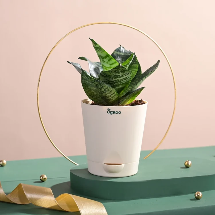 Ugaoo Sansevieria Green Snake Plant In Self Watering Pot