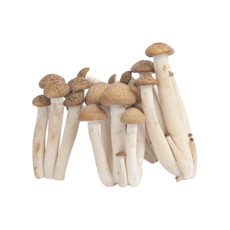 Shimeji Mushroom Brown (Anabe)