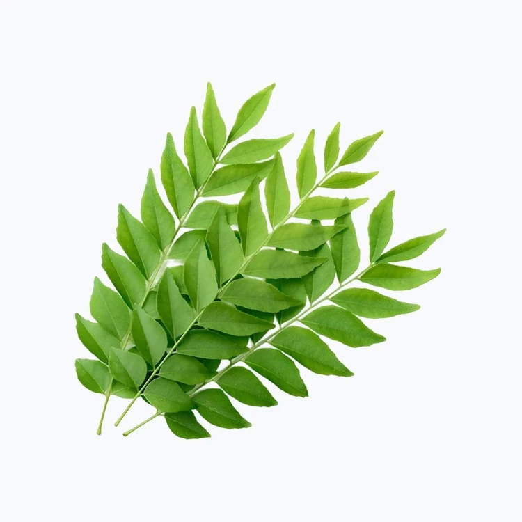 Curry Leaves (Karibevina Soppu)
