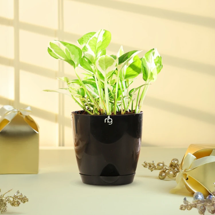 Nurturing Green - Money Plant Njoy in Premium Pot