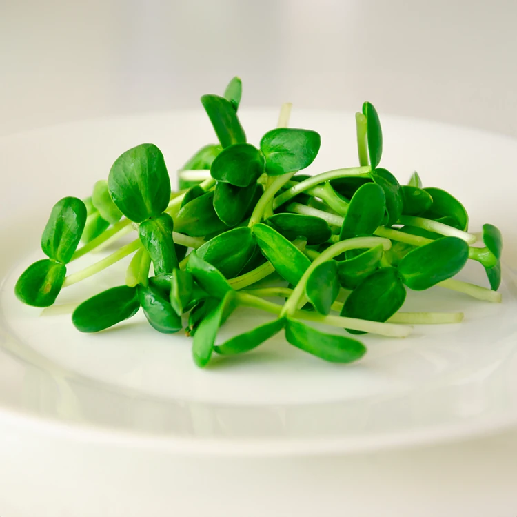 Sunflower Microgreens