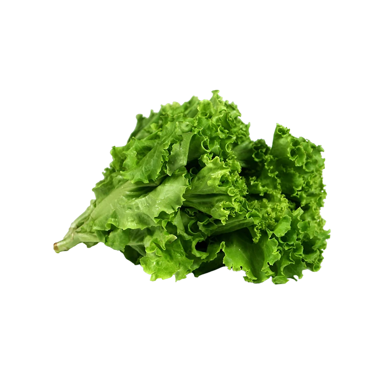 Lollo Green Lettuce Hydroponically Grown (Letis Soppu)