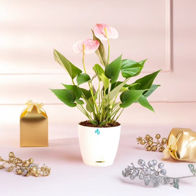Nurturing Green Anthurium Pink Premium Plant with Pot