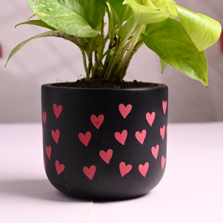 FlowerAura Money Plant with Black Heart Design Pot