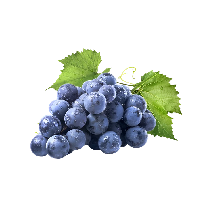 Grapes - Bangalore Blue (Nili Drakshigalu)