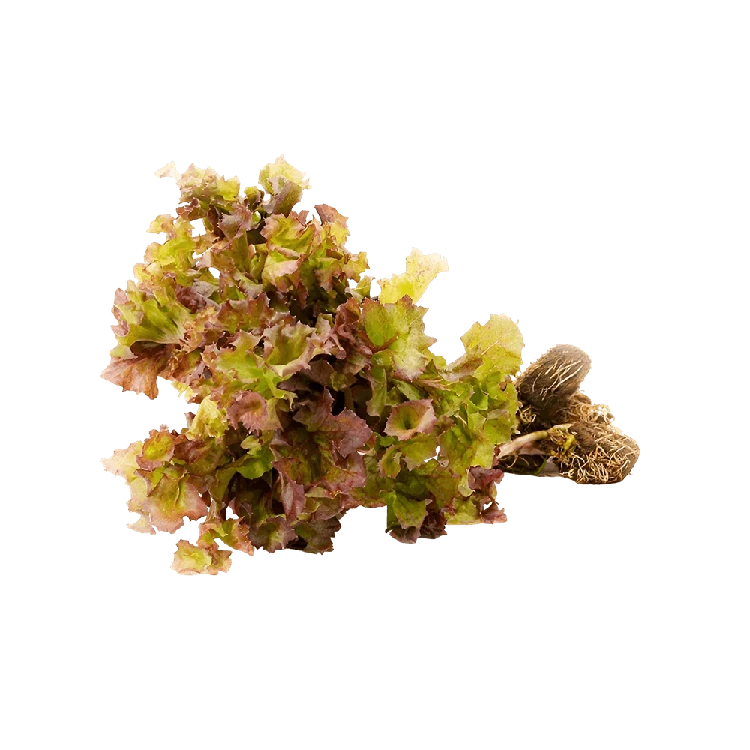 Hydroponic Lettuce Lollo Rosso (Red Lettuce) - Live Plant (Letis Soppu)