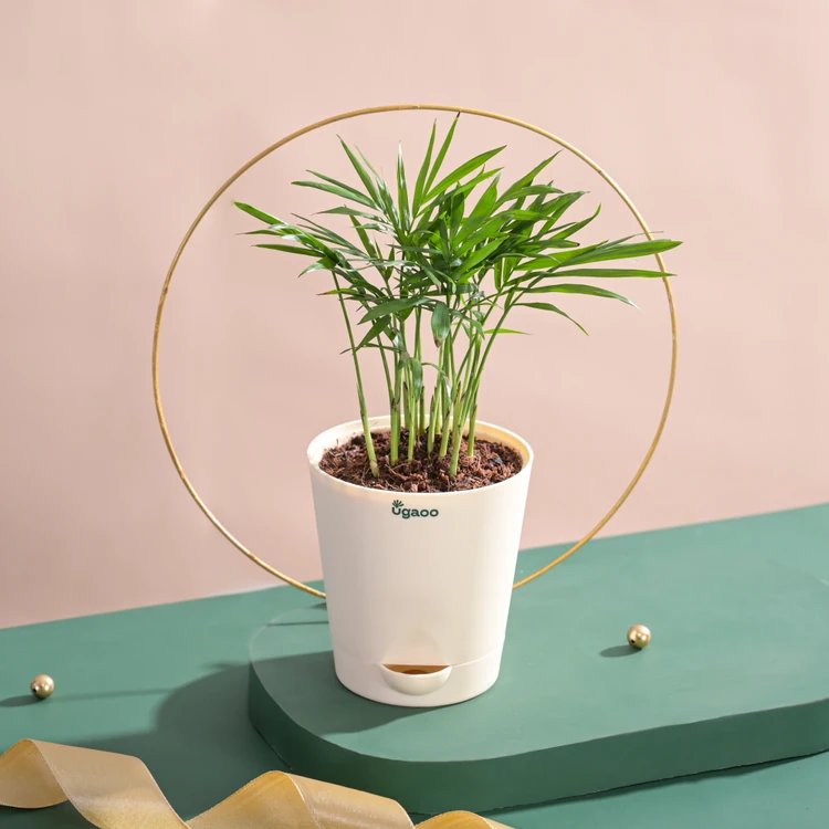 Ugaoo Bamboo Palm Plant with Self-Watering Pot