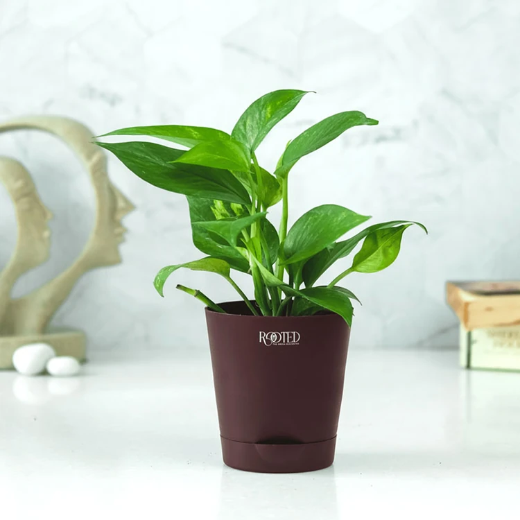 Rooted Money Plant In Brown Self Watering Pot