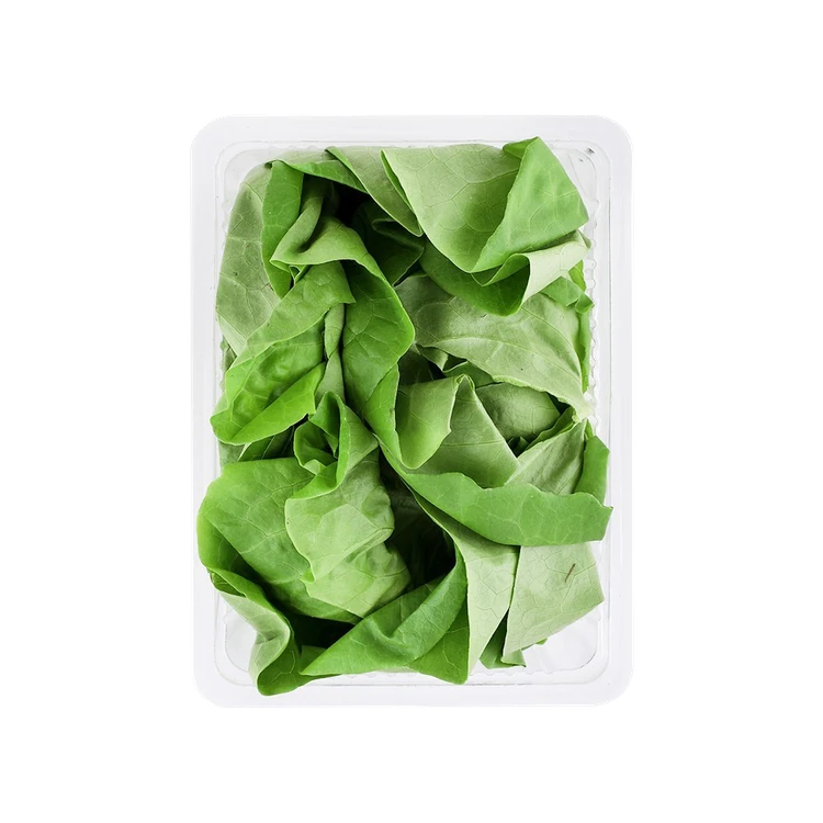 Butterhead Live Plant Lettuce - Hydroponically Grown (Letis Soppu)