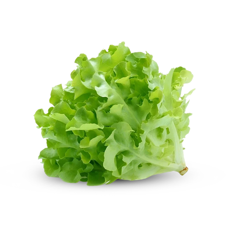 Green Oak Leaves (Soppu)