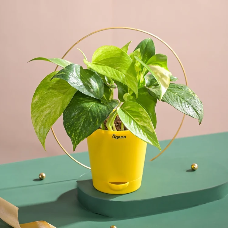 Ugaoo Variegated Money Plant In Self Watering Pot