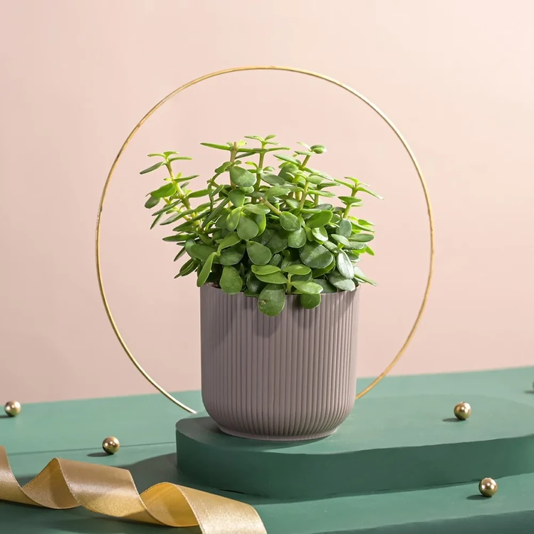 Ugaoo Jade Plant with Ibiza Pot