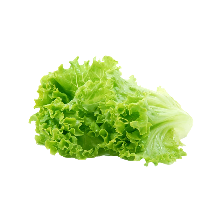 Green Lettuce by Deep Rooted (Letis Soppu)