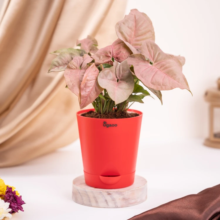 Ugaoo Pink Syngonium Premium Plant in Red Self Watering Pot