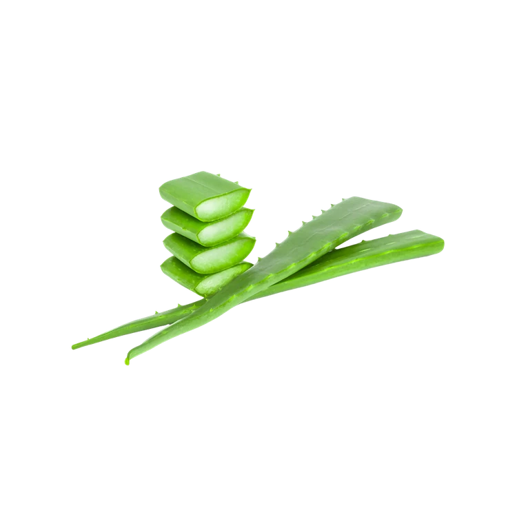 Aloe Vera Leaves (Lolesara)